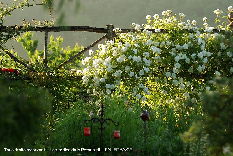 rosier Iceberg au jardin typ medieval